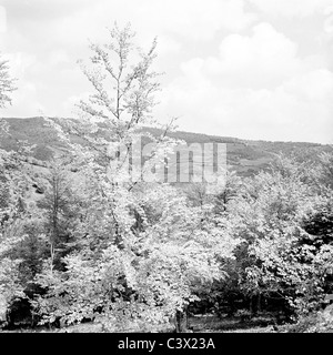 anni '1950, storici, rami di un albero che cresce su una collina. Foto Stock