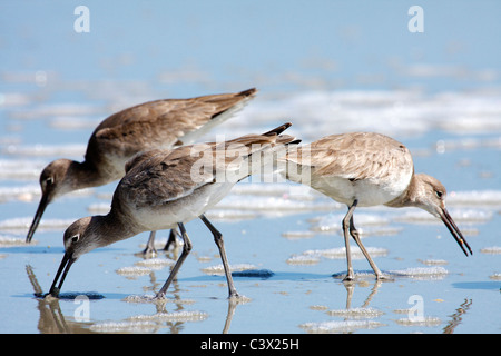 Willets (Catoptrophorus semipalmatus), South Carolina, STATI UNITI D'AMERICA Foto Stock