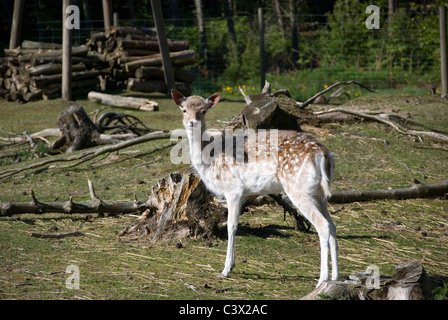 Il Daino (Dama Dama) è un mammifero ruminante appartenente alla famiglia Cervidae. Foto Stock