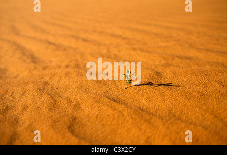 Algeria, Djanet, Sahara dessert, piccola pianta superstite in sabbia. Foto Stock