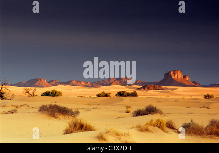 Algeria, Djanet, Sahara dessert, piante sopravvissute in sabbia. Background: rocce. Foto Stock