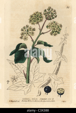 Comune di edera, Hedera helix. Foto Stock