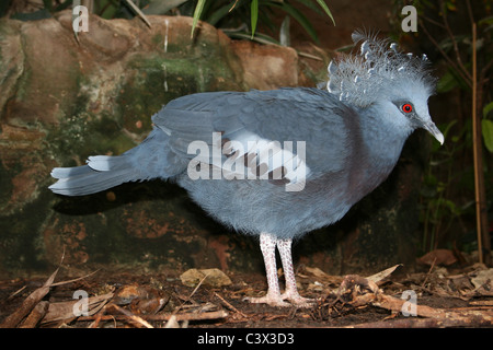 Victoria incoronato Pigeon Goura victoria Foto Stock