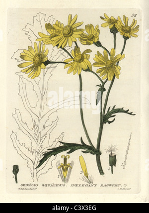 Ineleganti o Oxford erba tossica, Senecio squalidus. Foto Stock