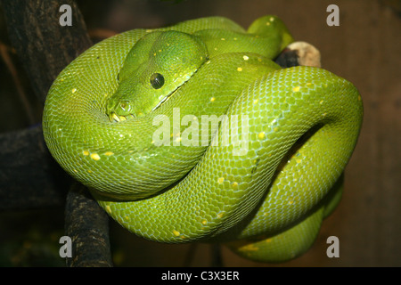 Green Python Chondropython viridis preso per lo Zoo di Chester, Regno Unito Foto Stock