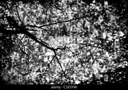 Acer Circinatum vite albero di acero. Albero di acero leaf pattern. Monocromatico Foto Stock