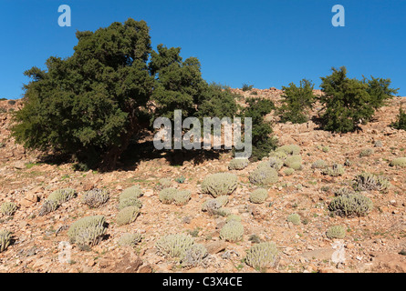 Gli alberi di Argan (Argania espinosa) e la succulenta Euphorbia echinus, entrambi molto piante comuni dell'Anti-Atlas montagne. Il Marocco Foto Stock