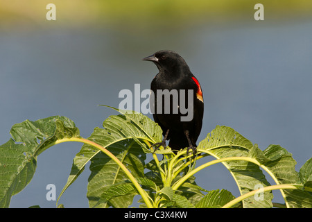 Rosso-winged blackbird, Agelaius phoeniceus, Venezia, Florida Foto Stock