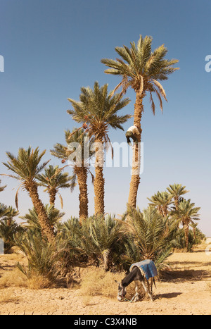 Palme da dattero (Phoenix dactylifera). La raccolta del mature date da alte palme da dattero ha bisogno di una certa quantità di coraggio. Il Marocco Foto Stock