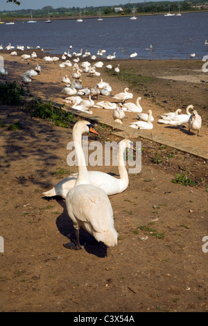 Cigni dal fiume Stour swannery Mistley Essex Inghilterra Foto Stock