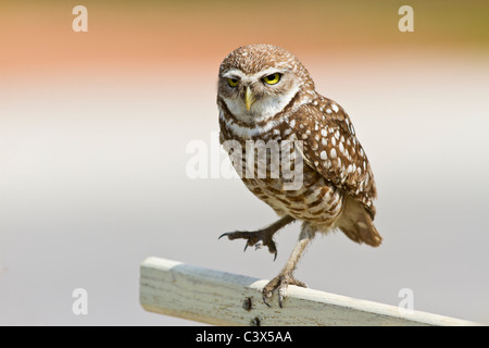 Scavando il gufo, Athene cunicularia, Florida, Stati Uniti d'America Foto Stock