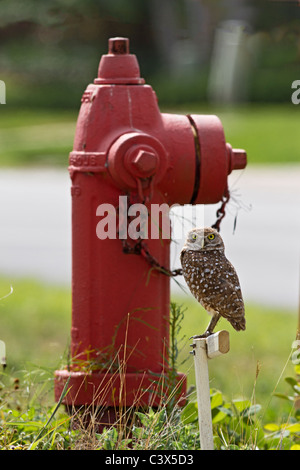 Scavando il gufo, Athene cunicularia, in una situazione urbana, Marco Island, Florida, Stati Uniti d'America Foto Stock