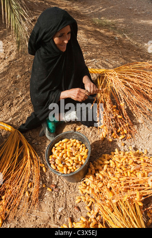 Data Palm (Phoenix dactylifera). Una donna picks off date dalle raccolte stocchi, Marocco. Foto Stock