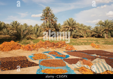 Data Palm (Phoenix dactylifera). Raccolte le date sono classificati secondo la qualita e le dimensioni e quindi essiccate al sole. Il Marocco Foto Stock