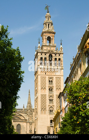 Guardando verso l'alto la torre Giralda di Siviglia, alberi di arancio in primo piano Foto Stock