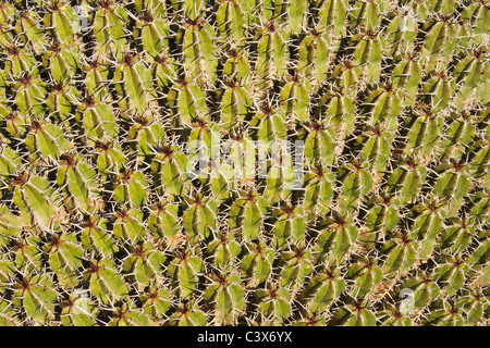 Euphorbia echinus, molto comune di piante succulente dell'Anti-Atlas montagne nel sud-ovest del Marocco. Foto Stock