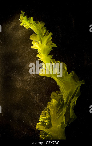 Le alghe galleggianti in acqua Foto Stock