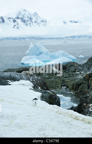 Pinguino solitario sul Petermann Island, l'Antartide. Foto Stock