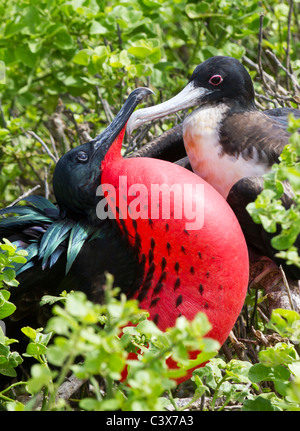 Coppia di magnifiche Frigatebirds (Fregata magnificens) in rituali di corteggiamento, Genovesa Isola Tower , Isole Galapagos Ecuador Foto Stock