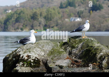 Grande Black backed Gull (Larus marinus) seduti sulle rocce nel lago di Windermere Foto Stock