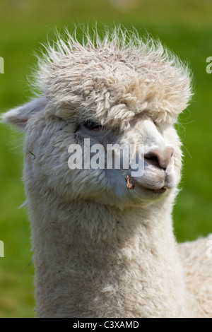 Alpaca Vicugna pacos in una fattoria presso Eyam Derbyshire Peak District National Park Inghilterra GB UK Europa Foto Stock