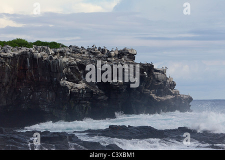 Cliff di nidificazione di uccelli marini, Punta Suarez, all'Isola Espanola, Isole Galapagos, Ecuador Foto Stock