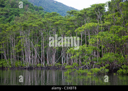 Alberi di mangrovie al fiume Nakama Foto Stock