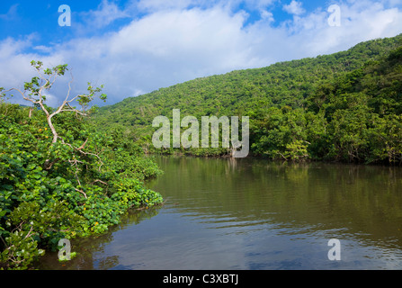 Alberi di mangrovia Foto Stock