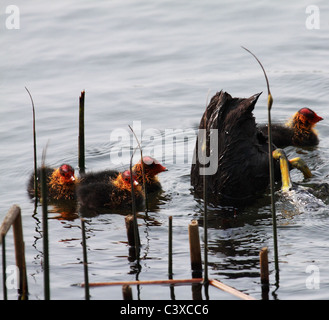 Coot tempo di alimentazione Foto Stock