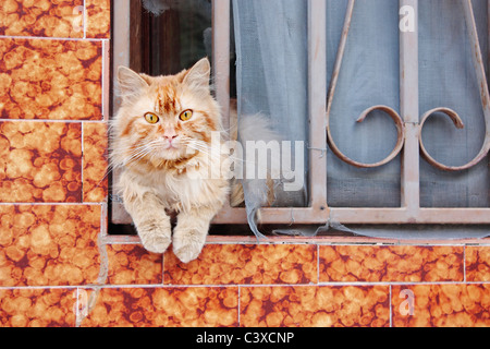 Cat guardando fuori della finestra Foto Stock