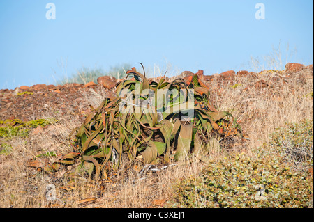 Welwitsch Velvicia Velvichia mirabilis impianto Namibia deserto missing link tra GIMNOSPERME E ANGIOSPERME DAMARALAND Foto Stock