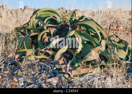 Welwitsch Velvicia Velvichia mirabilis impianto Namibia deserto missing link tra Gimnosperme e Angiosperme Esotiche piante con l Foto Stock