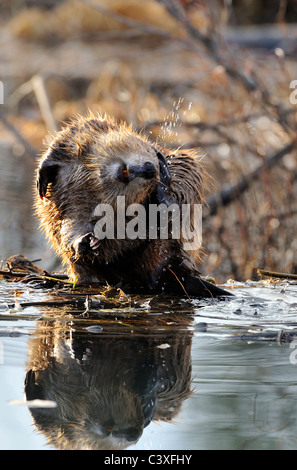 Un wild beaver seduta sul bordo della sua diga di graffiare la sua testa con il suo piede di cerva. Foto Stock