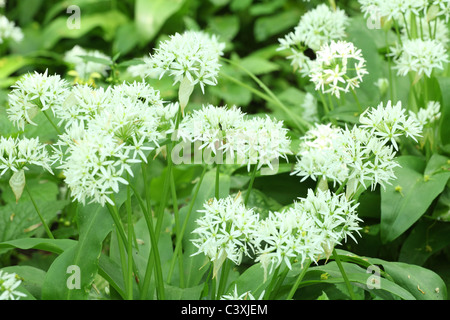 Aglio selvatico (Allium ursinum) fioritura nei boschi di maschio Karpaty, Slovacchia. Foto Stock