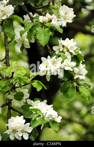 Molla di fiori di Apple su un albero, con lo sfondo del giardino Foto Stock