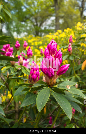 Rhododendron gemme in un bosco Wiltshire Foto Stock