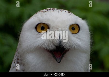 Close-up di un arrabbiato civetta delle nevi. Foto Stock