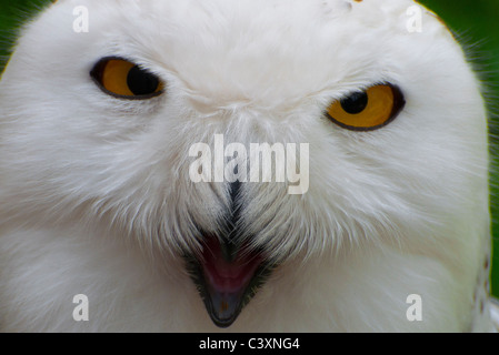 Close-up di un arrabbiato civetta delle nevi. Foto Stock