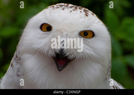 Close-up di un arrabbiato civetta delle nevi. Foto Stock