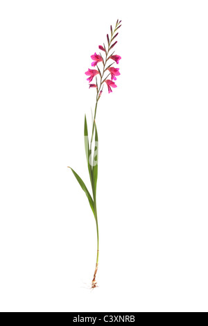 Gladiolus byzantinus impianto isolato su sfondo bianco Foto Stock