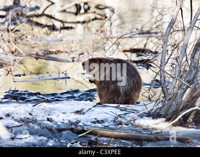 Beaver al lavoro in primavera Manitoba Foto Stock