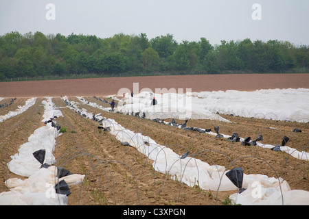 Herefordshire Inghilterra UK maschio e femmina dei lavoratori migranti cancellazione di rivestimento di plastica protettivo così gli asparagi possono essere raccolti Foto Stock