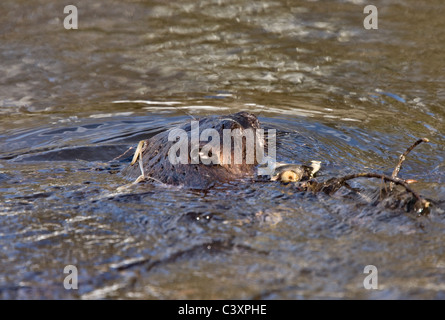 Beaver al lavoro in primavera Manitoba Foto Stock