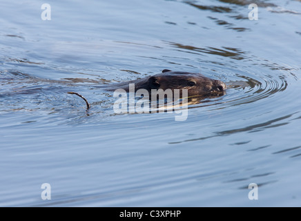 Beaver al lavoro in primavera Manitoba Foto Stock