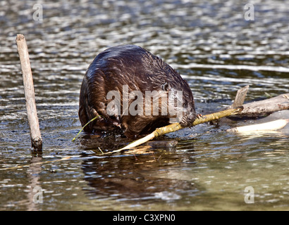 Beaver al lavoro in primavera Manitoba Foto Stock