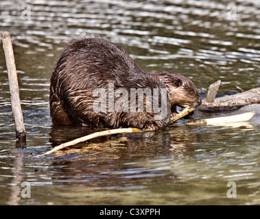 Beaver al lavoro in primavera Manitoba Foto Stock