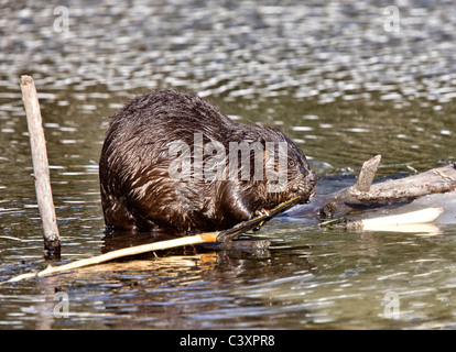 Beaver al lavoro in primavera Manitoba Foto Stock