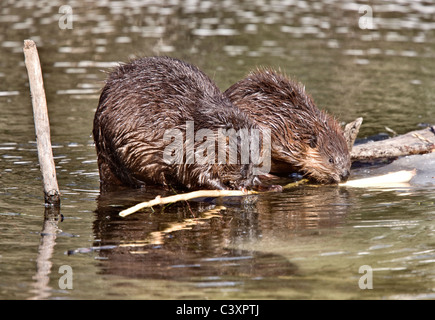 Beaver al lavoro in primavera Manitoba Foto Stock