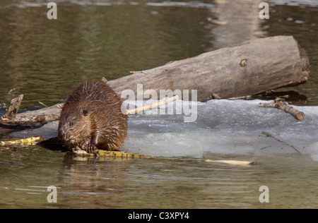 Beaver al lavoro in primavera Manitoba Foto Stock