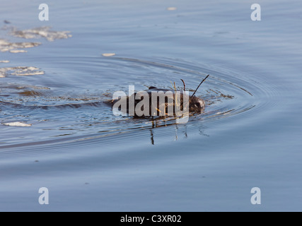 Beaver al lavoro in primavera Manitoba Foto Stock